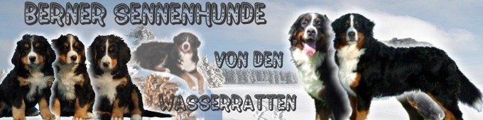 Berner Sennenhunde von den Wasserratten